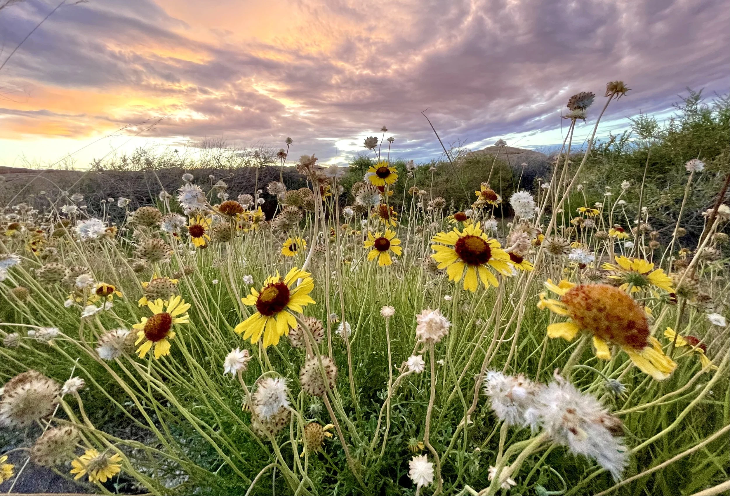 Red Dome Blanketflowers | Canyonlands National Park, Utah