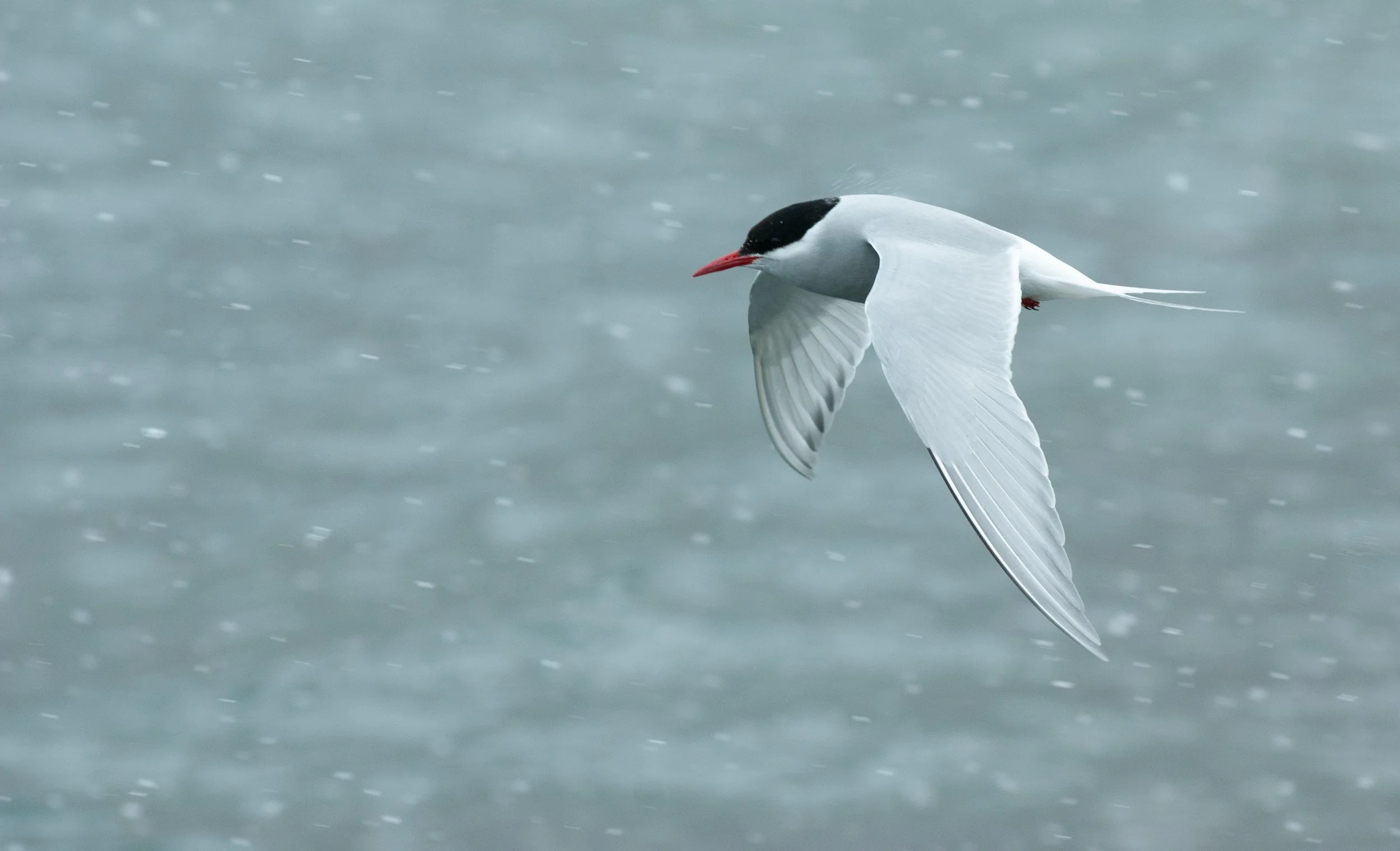 Antarctic Tern | Island of South Georgia