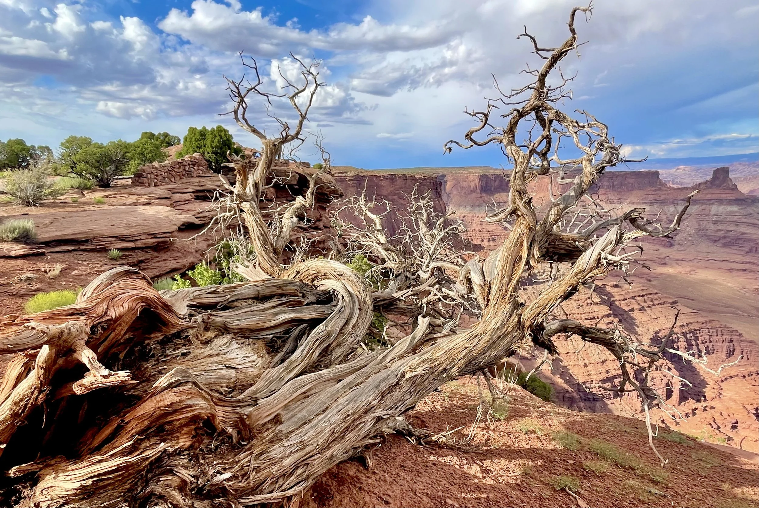 Juniper Snag | Dead Horse Point State Park, Utah