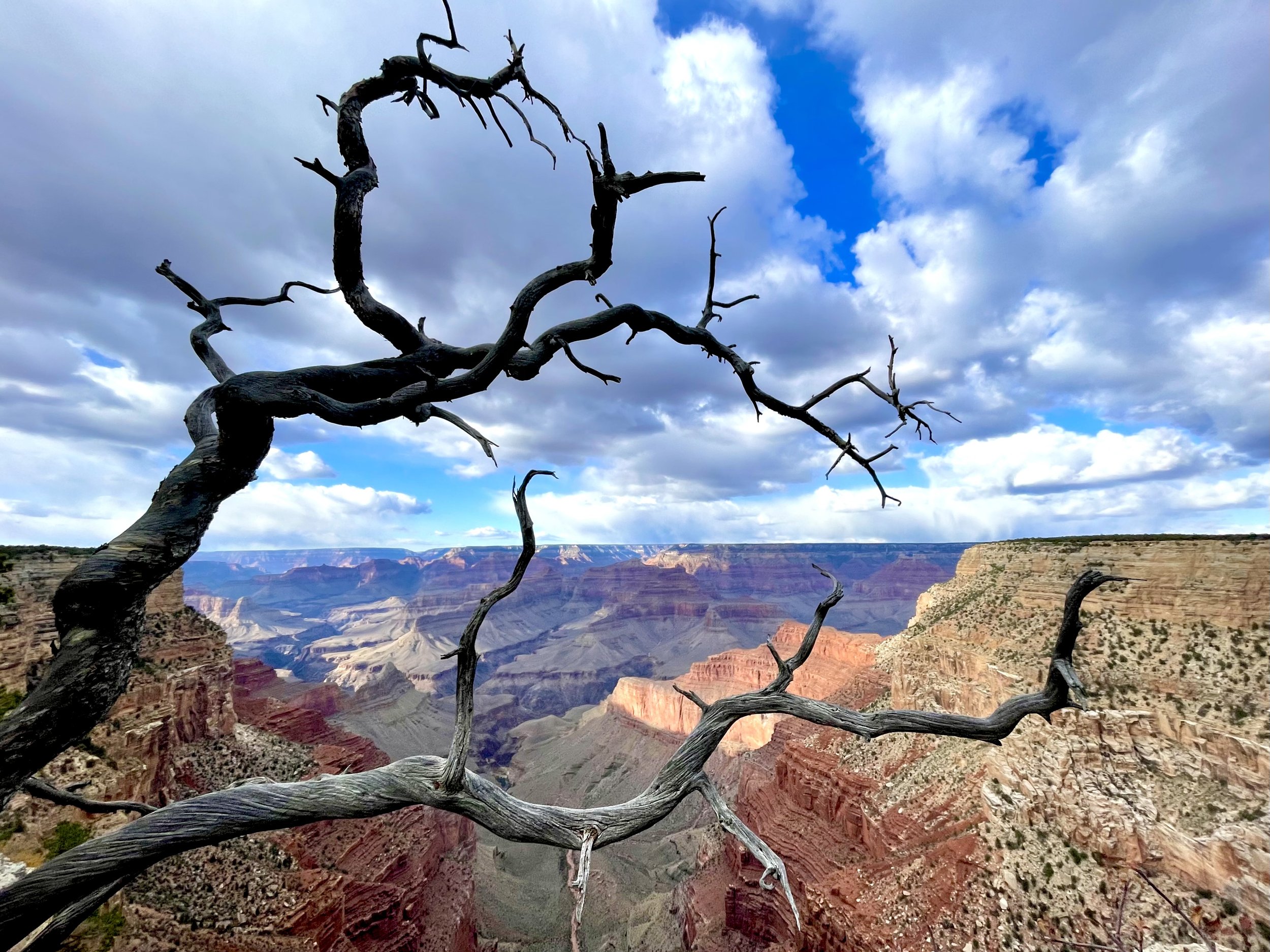 Pinyon Pine Snag | Grand Canyon National Park, Arizona