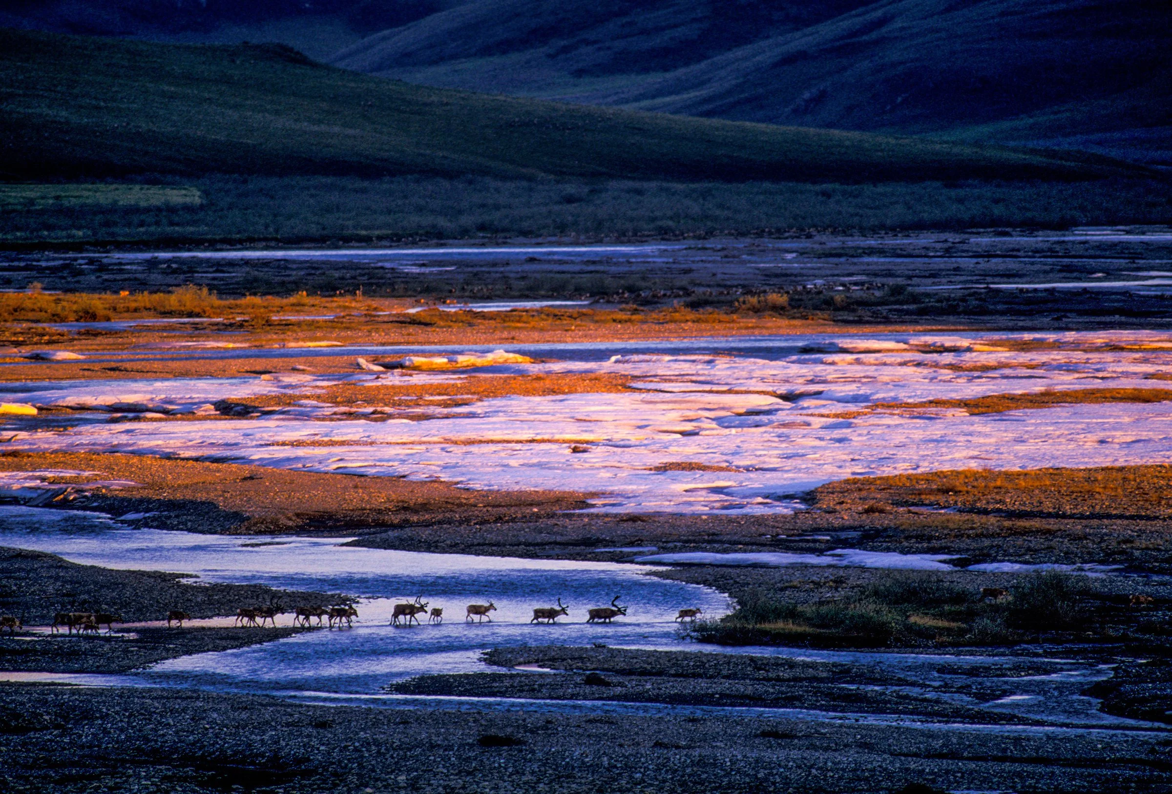 Caribou Crossing the Kongakut River at Midnight | Arctic National Wildlife Refuge,
Alaska