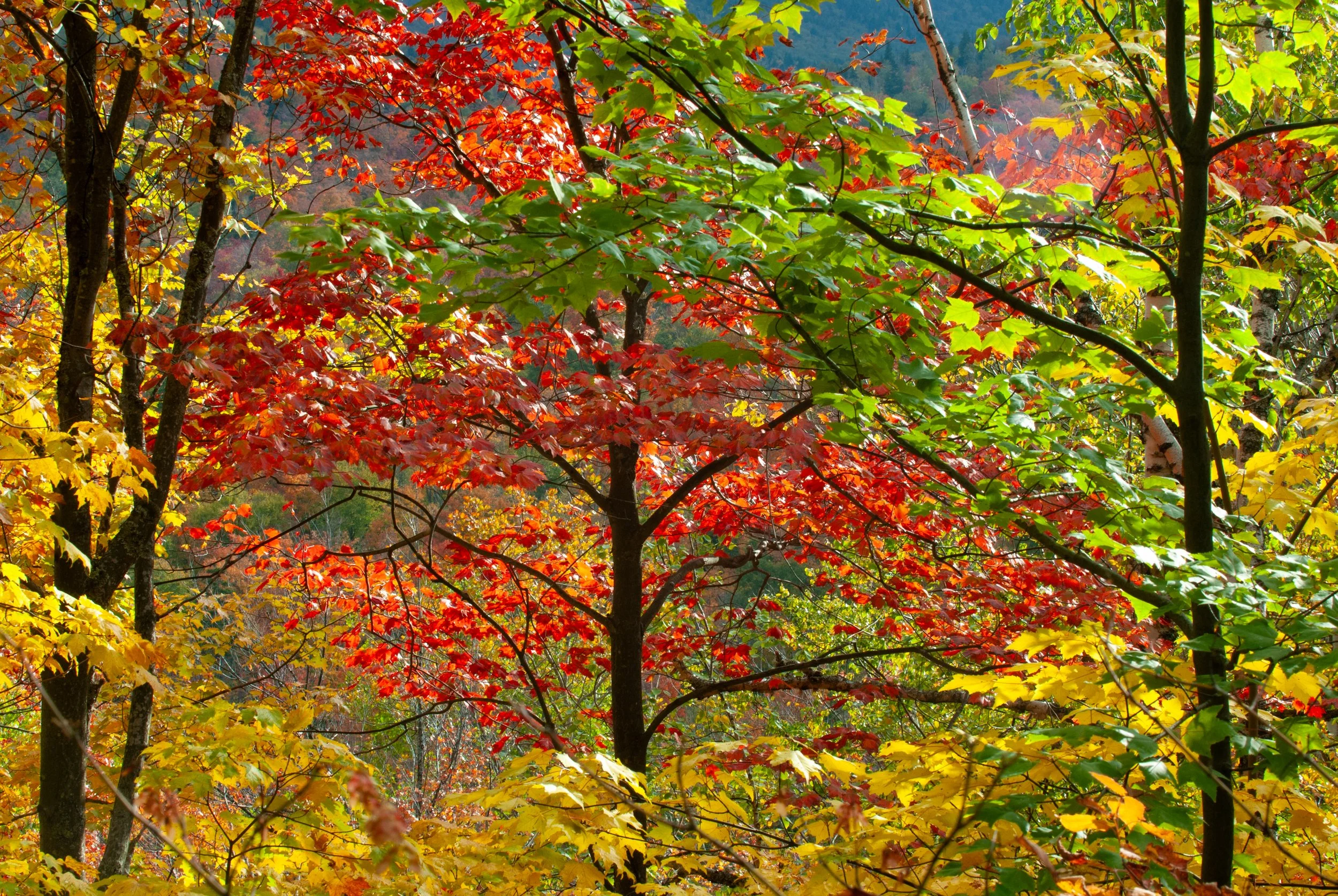 Autumn in the Adirondack Mountains |  New York