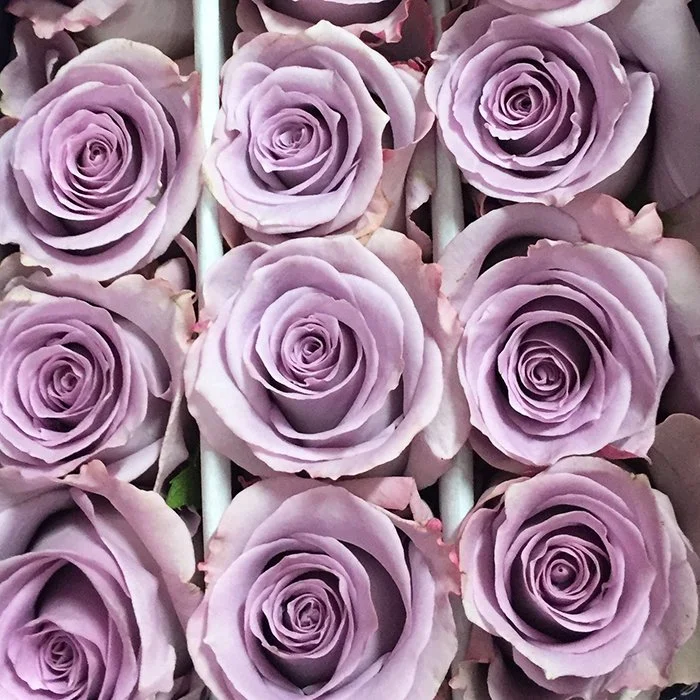 Roses - 50 cm