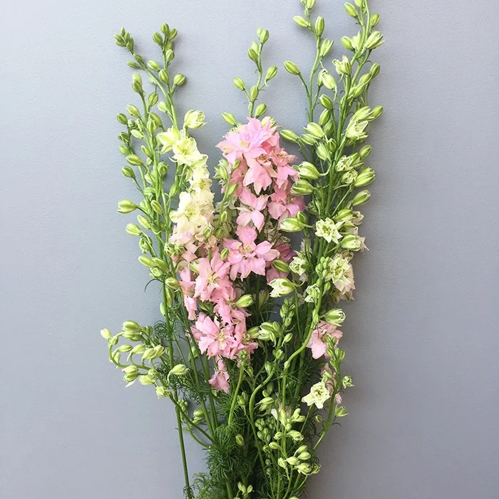 buy Larkspur pink california.jpg