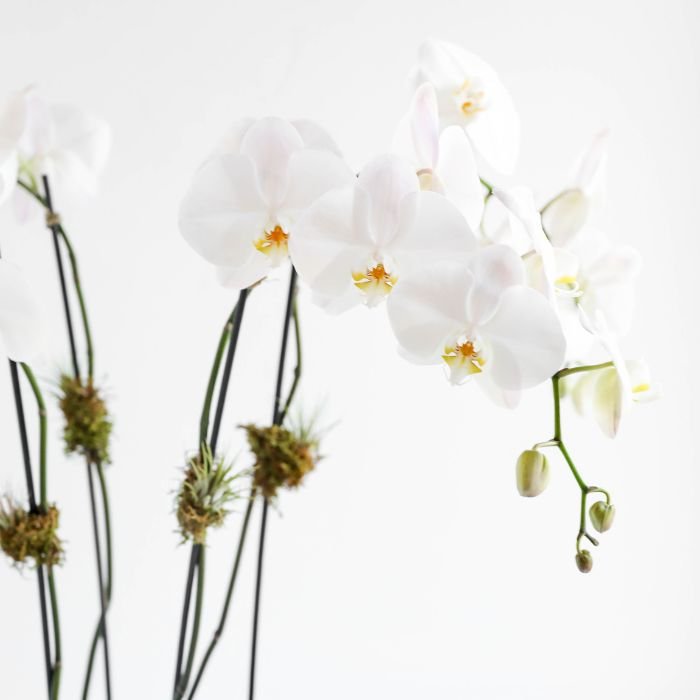 buy white orchid.jpg