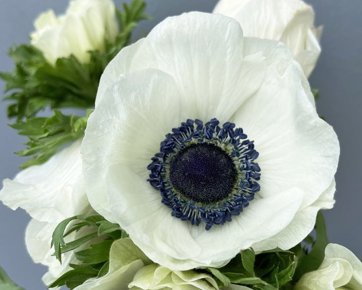 wholesale-anemone-flowers-diy-flower-mart.jpg