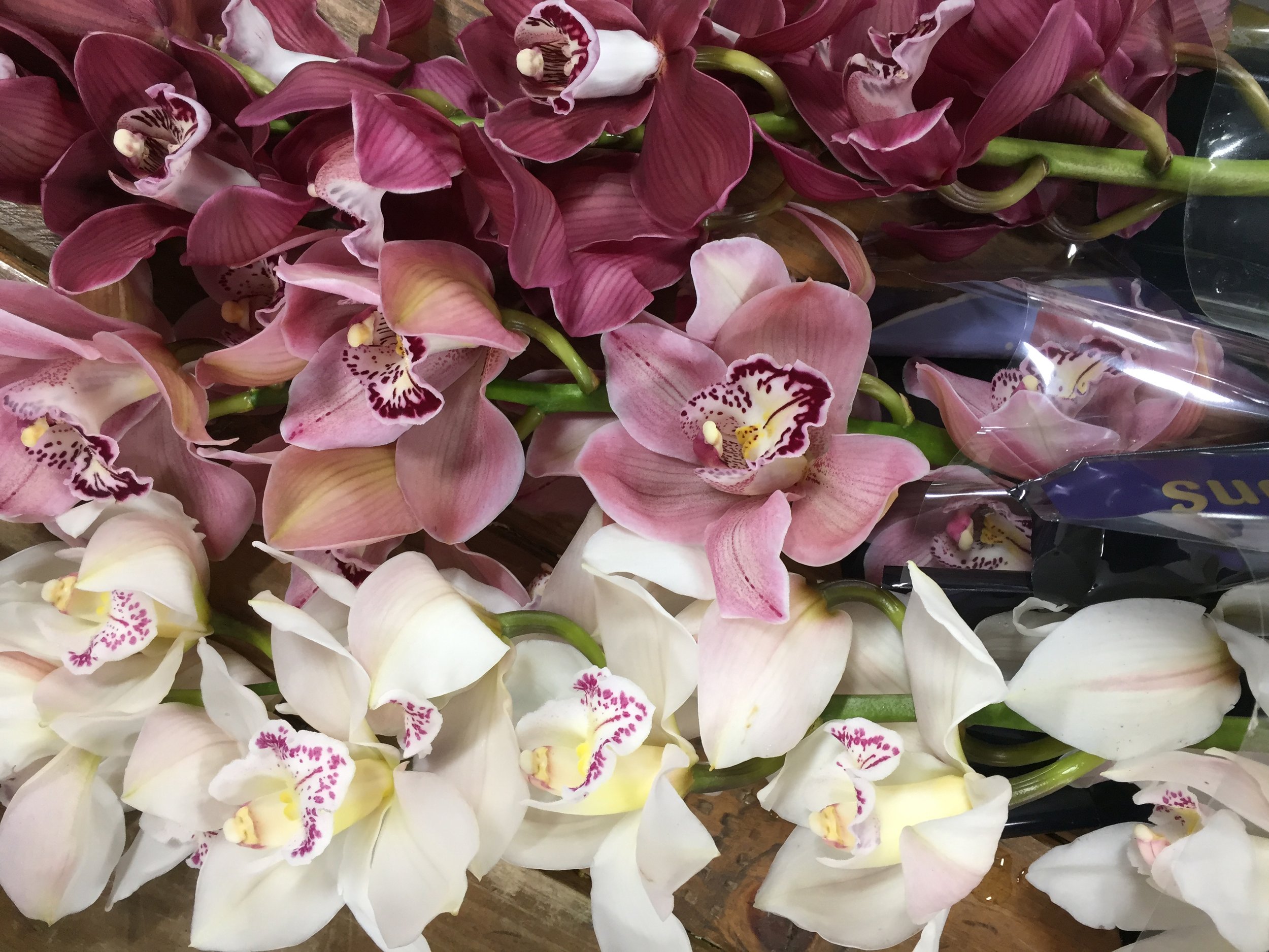 wholesale-cymbidium-orchids-in-bulk-orlando.jpg