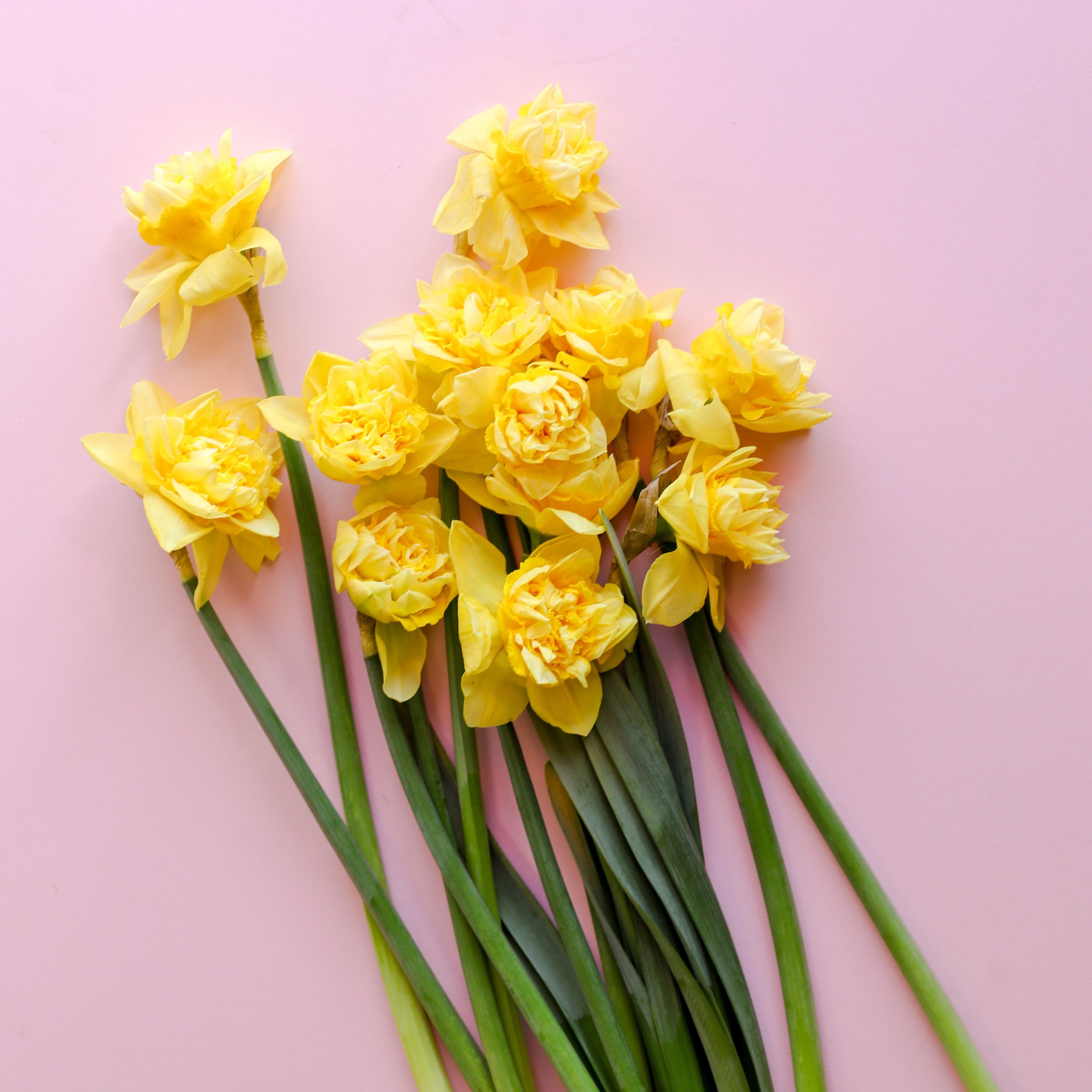 April 2022_Flower of Month_Daffodil.JPG