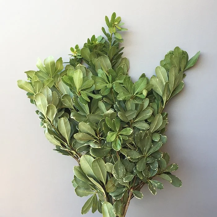 Variegated Pittosporum