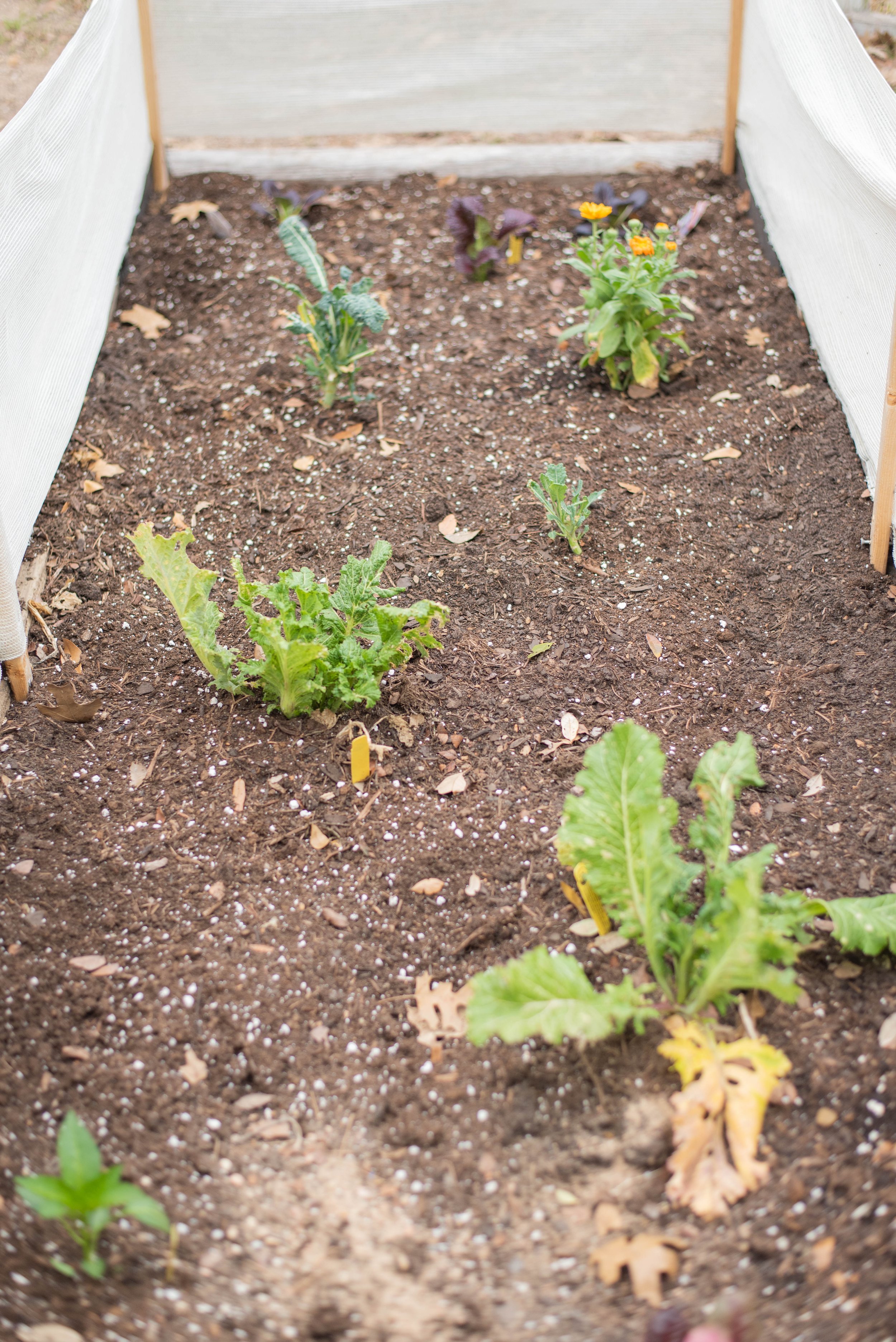 Garden bed.jpg