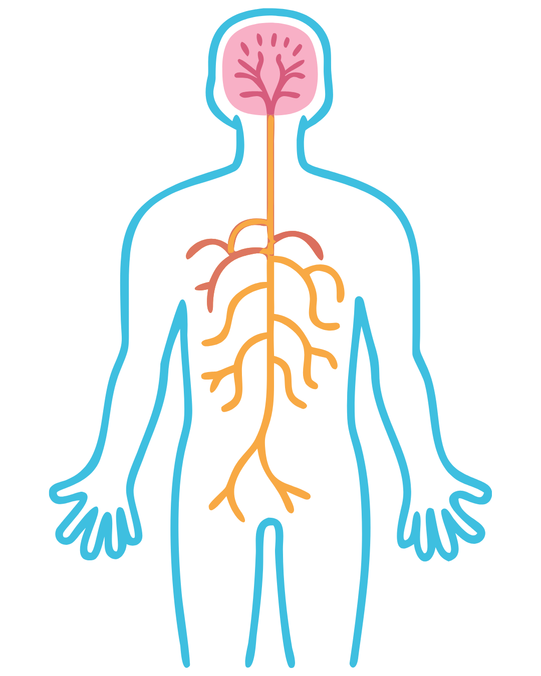 How the Vagus Nerve Helps Regulate Anxiety in Adults Healing from Childhood Trauma