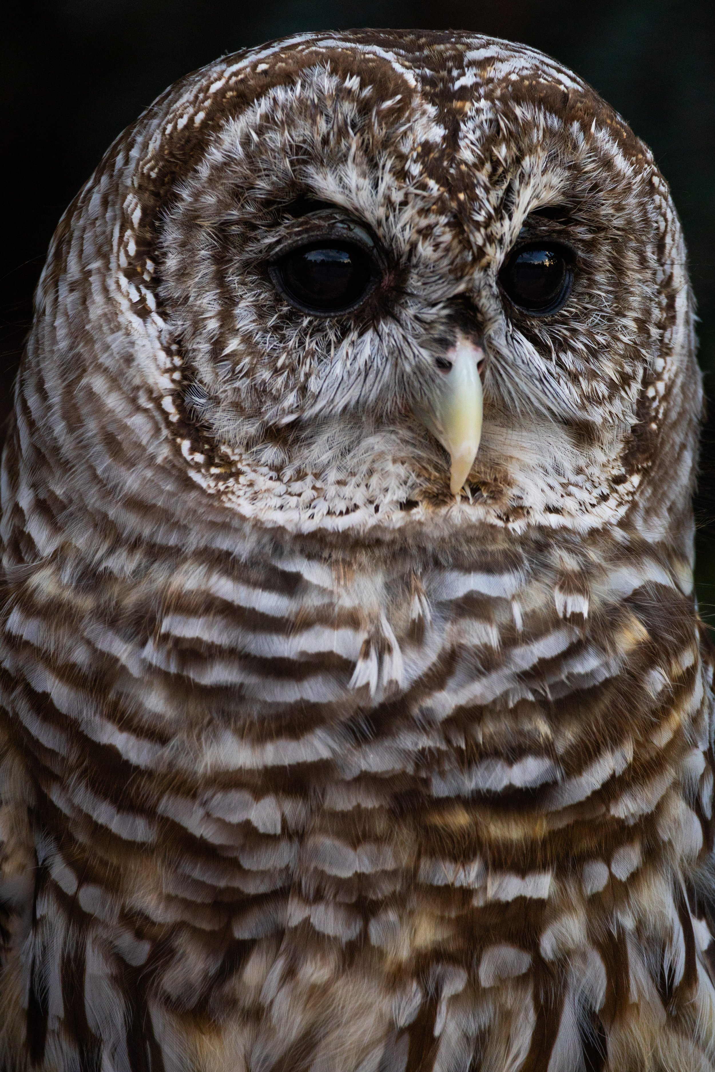 owlStare.jpg