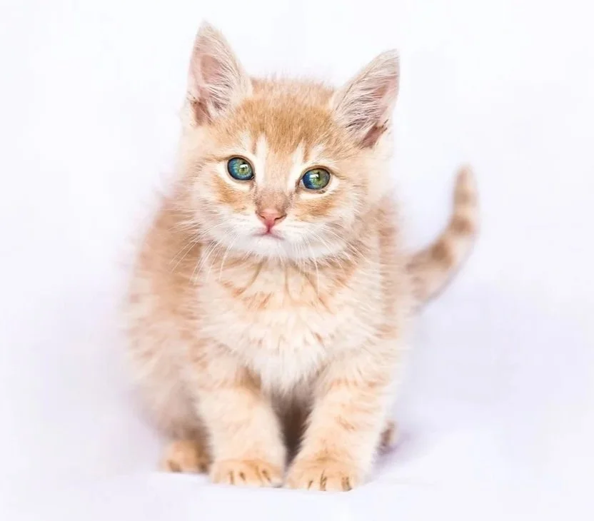Orange%2BCounty%2BPet%2BPhotographer%2BCute%2BCat%2BFamily%2BPortrait.jpg
