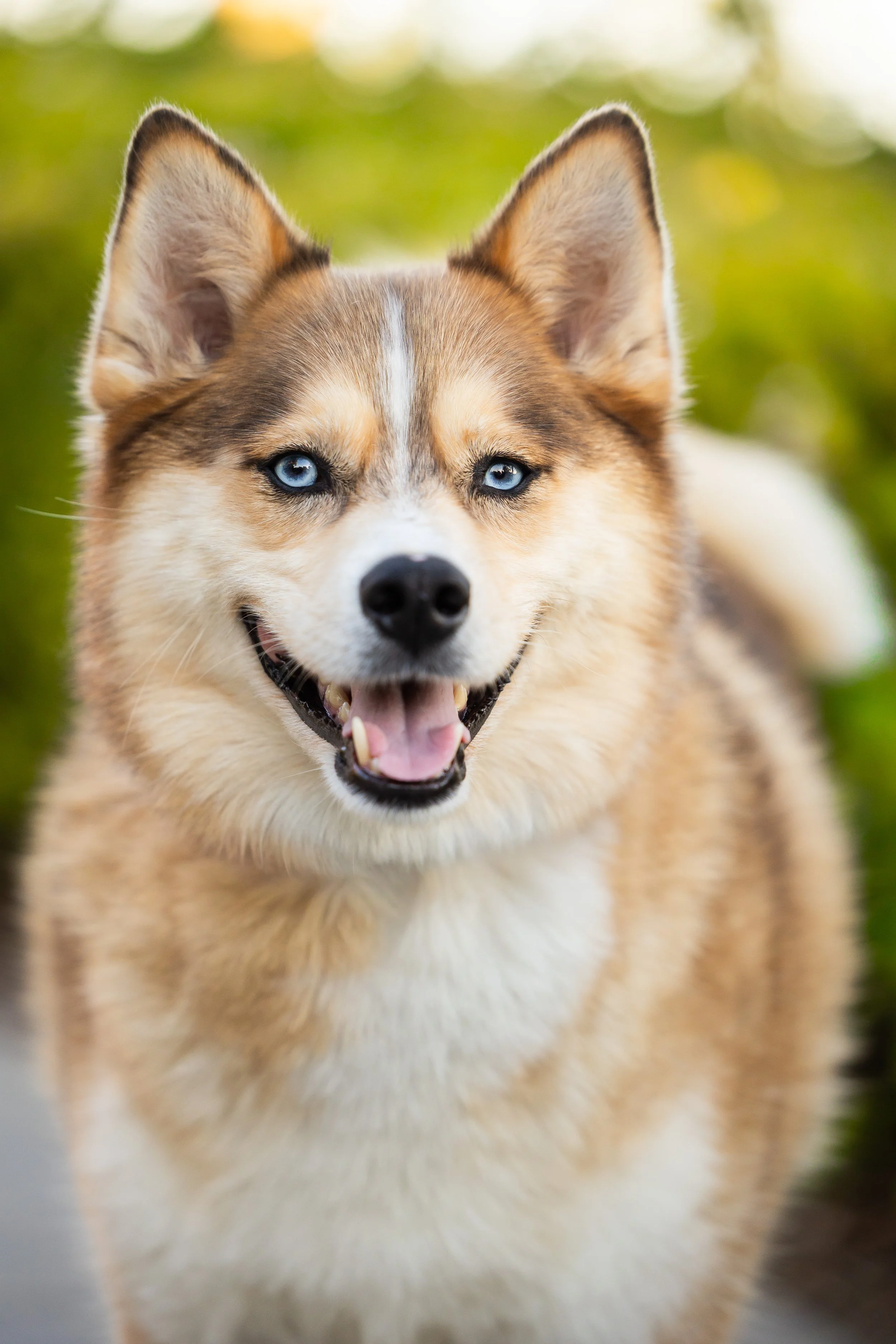 Pet photography in Laguna Beach by Carsten Tice