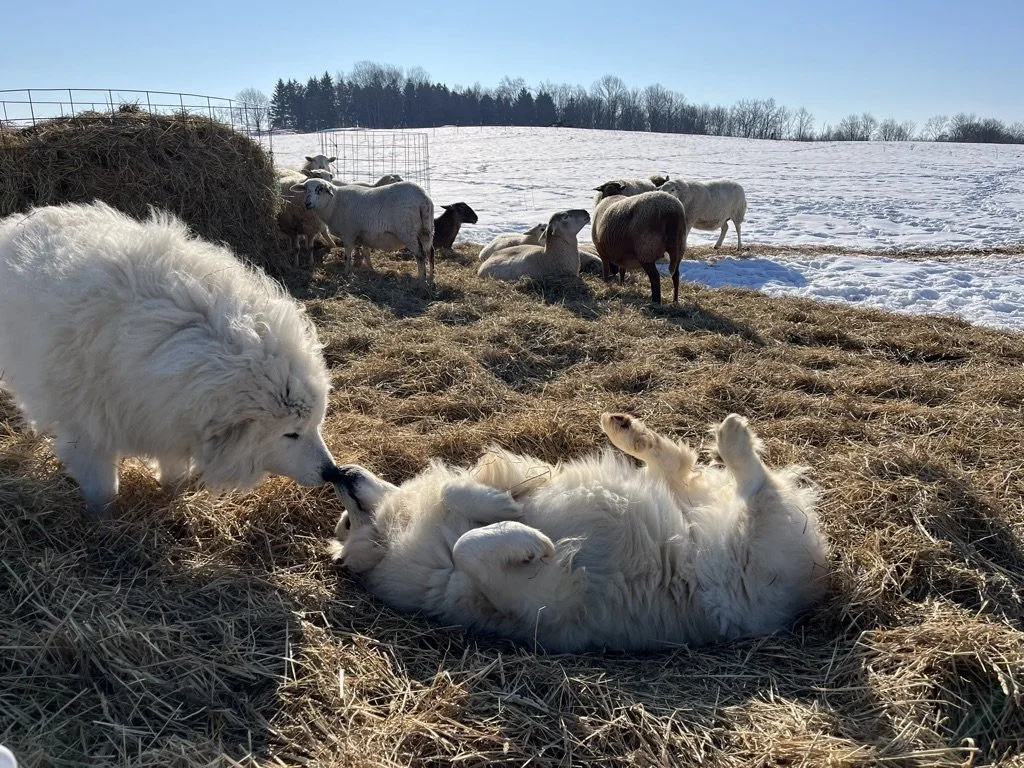 Hope is the thing with feathers