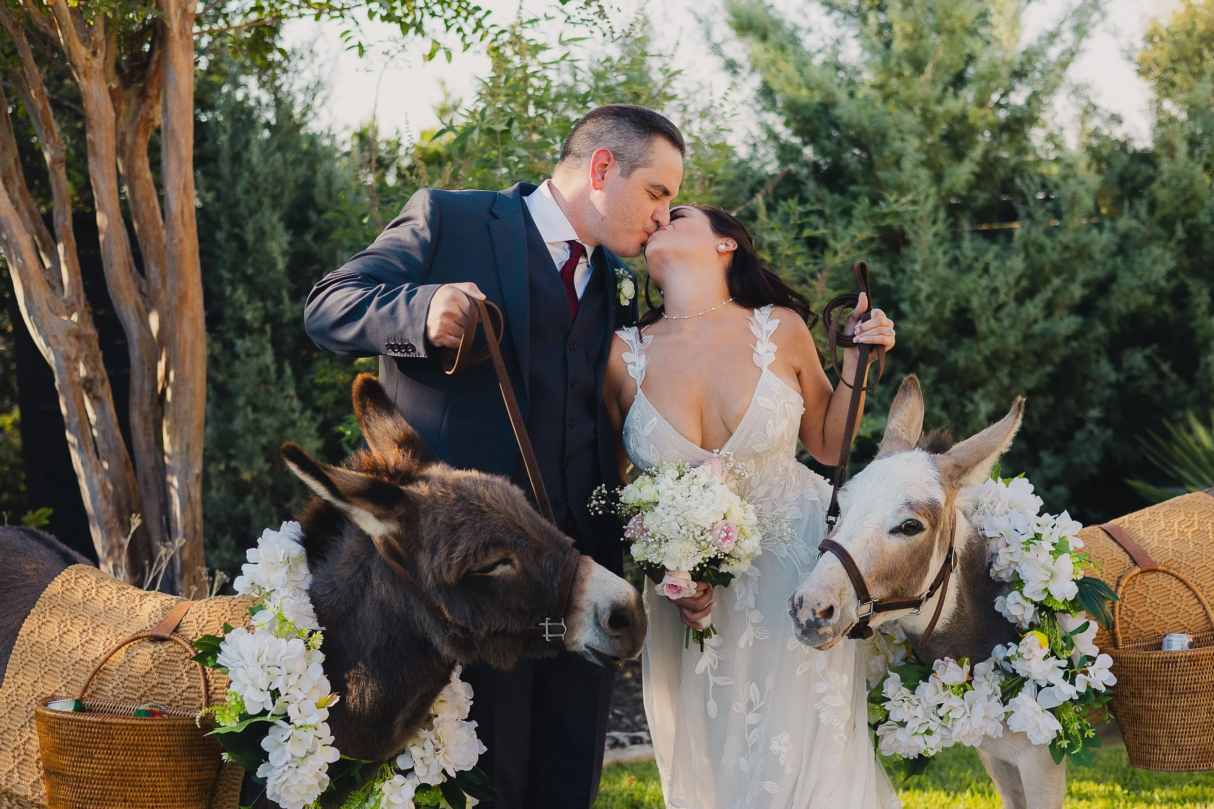 A newlywed couple kissing outdoors, holding leashes of donkeys decorated with white flowers, with baskets of supplies on either side.