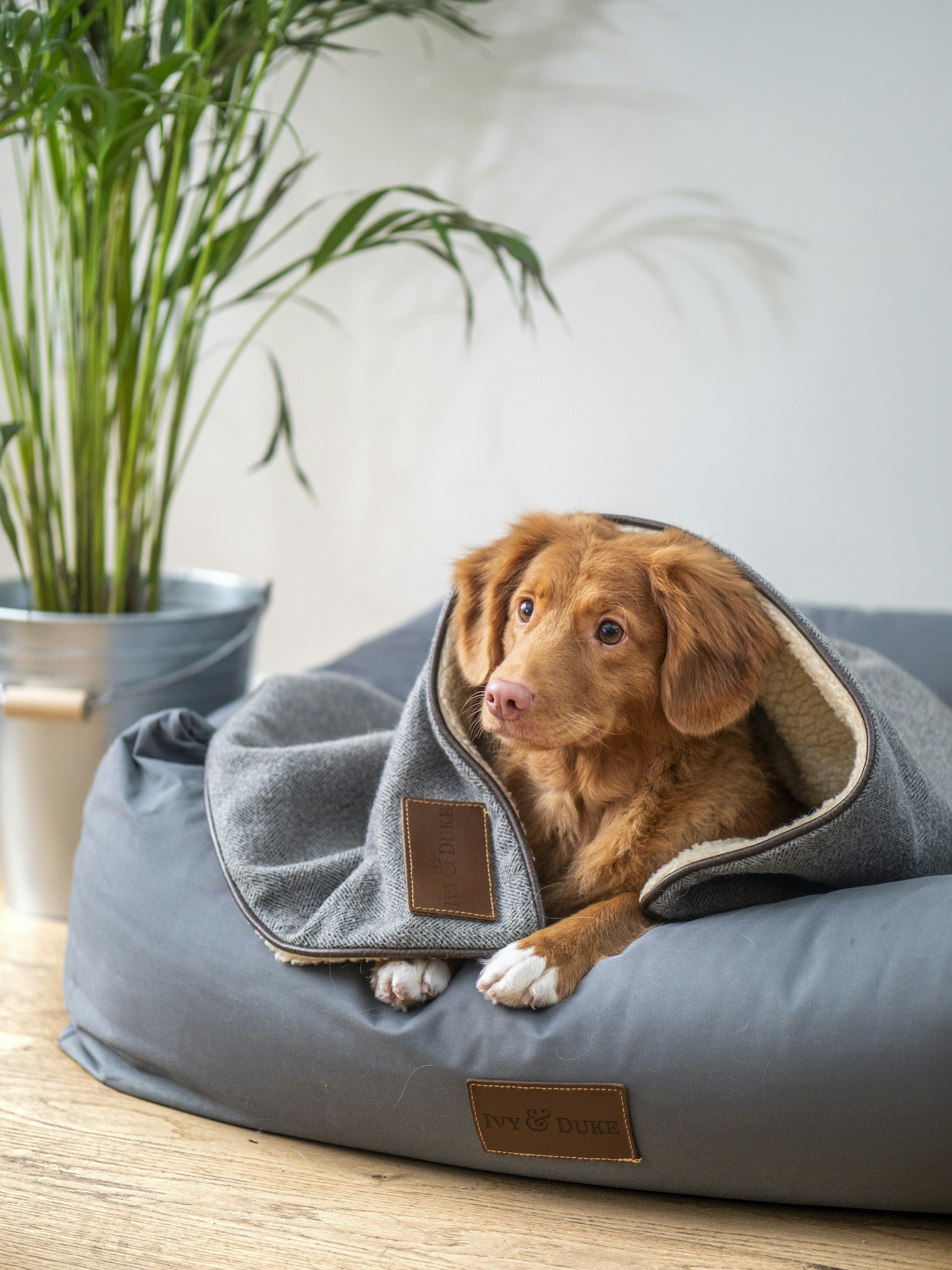 A brown puppy lying inside a gray dog bed with a hoodie around its head. The background shows a wooden floor and a potted green plant.