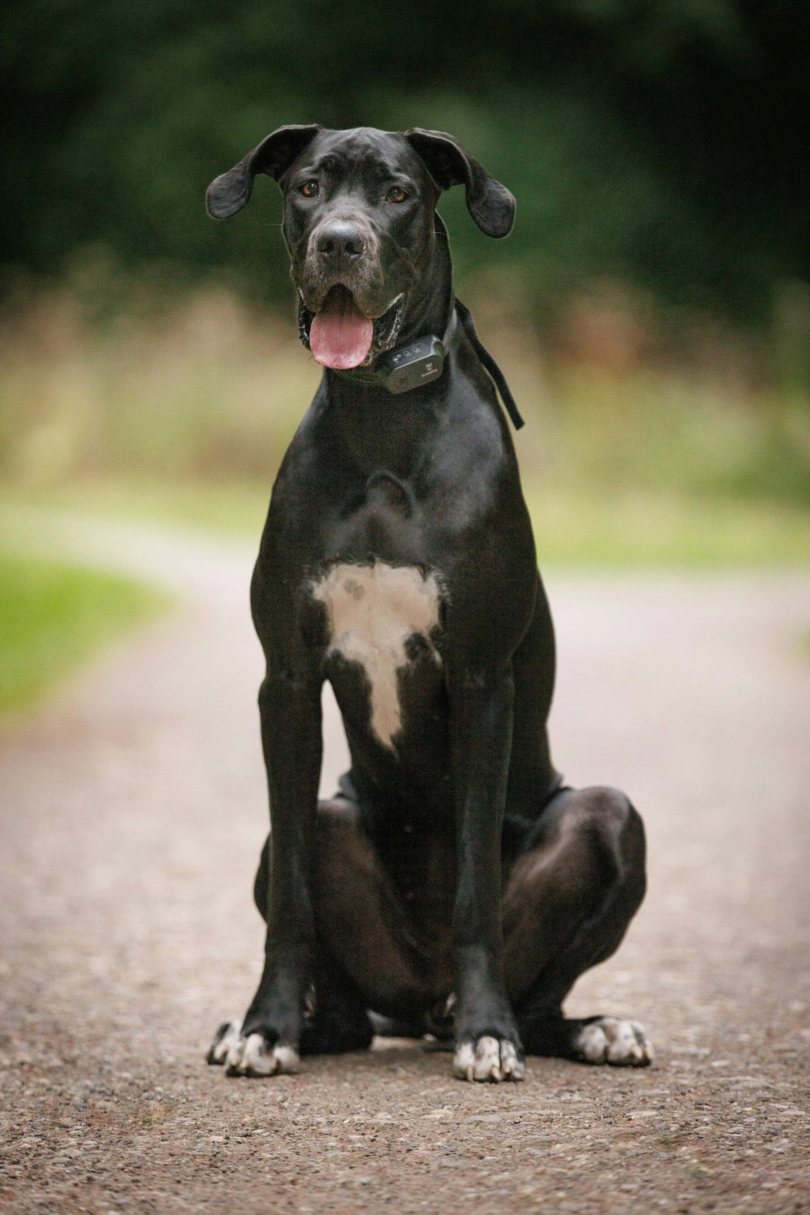 A black Great Dane dog sitting on a dirt path outdoors, with a collar and an electronic device around its neck, and a heart-shaped mark on its chest.