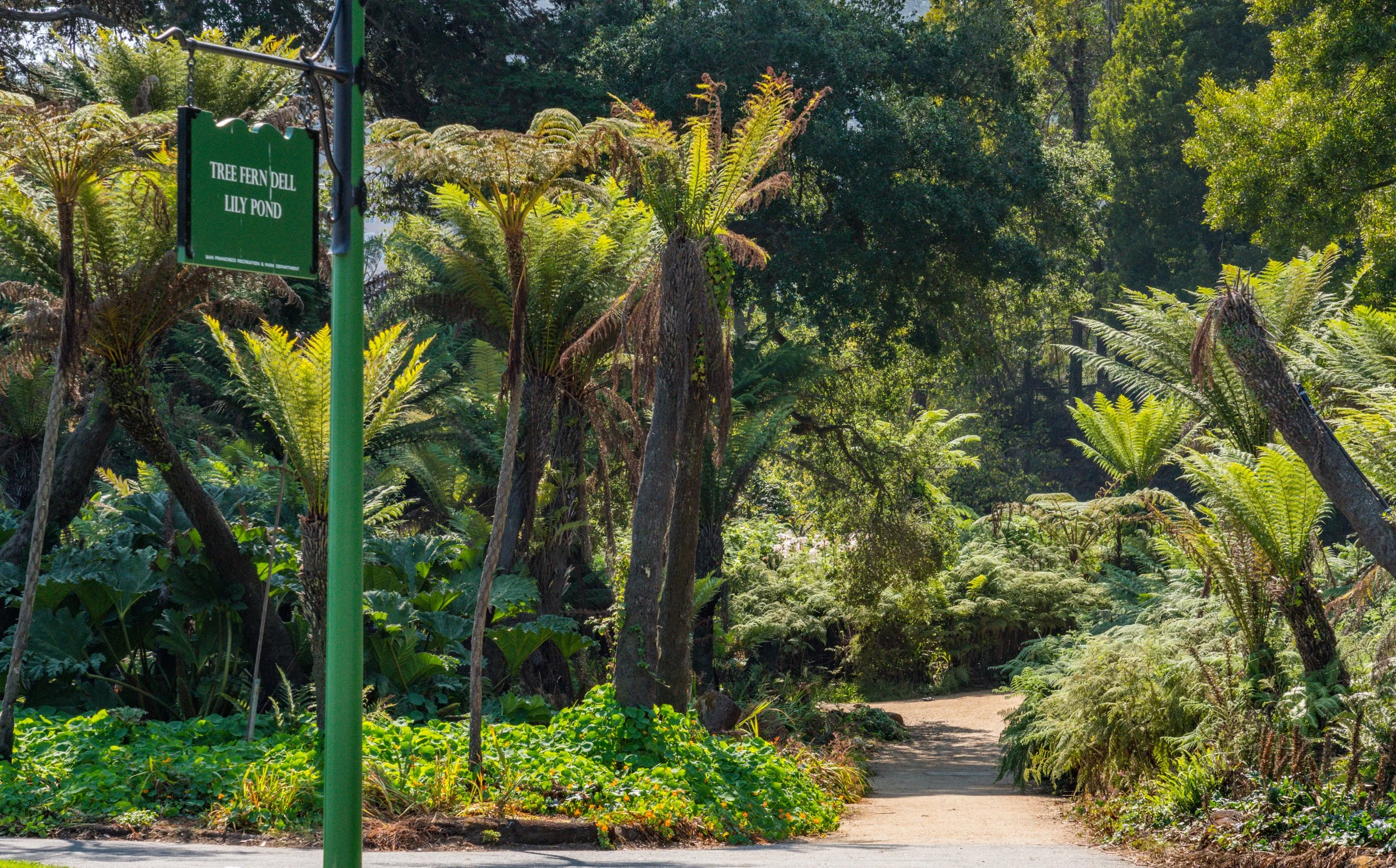 A winding garden path surrounded by lush green plants and tall trees, with a sign that reads 'Tree Fern Dell Lily Pond' on a green pole.