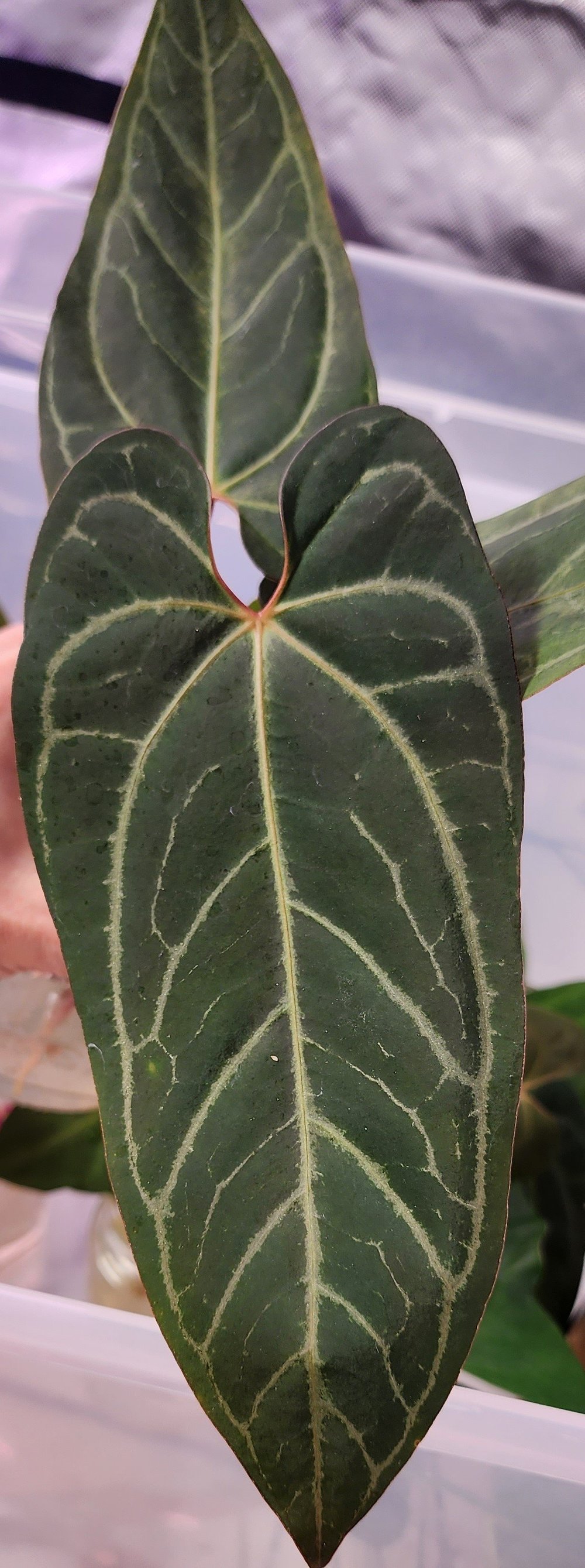 Anthurium Papillilaminum Indo Blue Silver  Swanky Botanicals