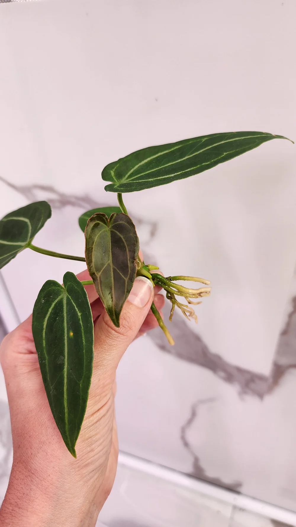 Anthurium Indo Red Spider (Forgetii x (Papillilaminum x Magnificum) )   Swanky Botanicals