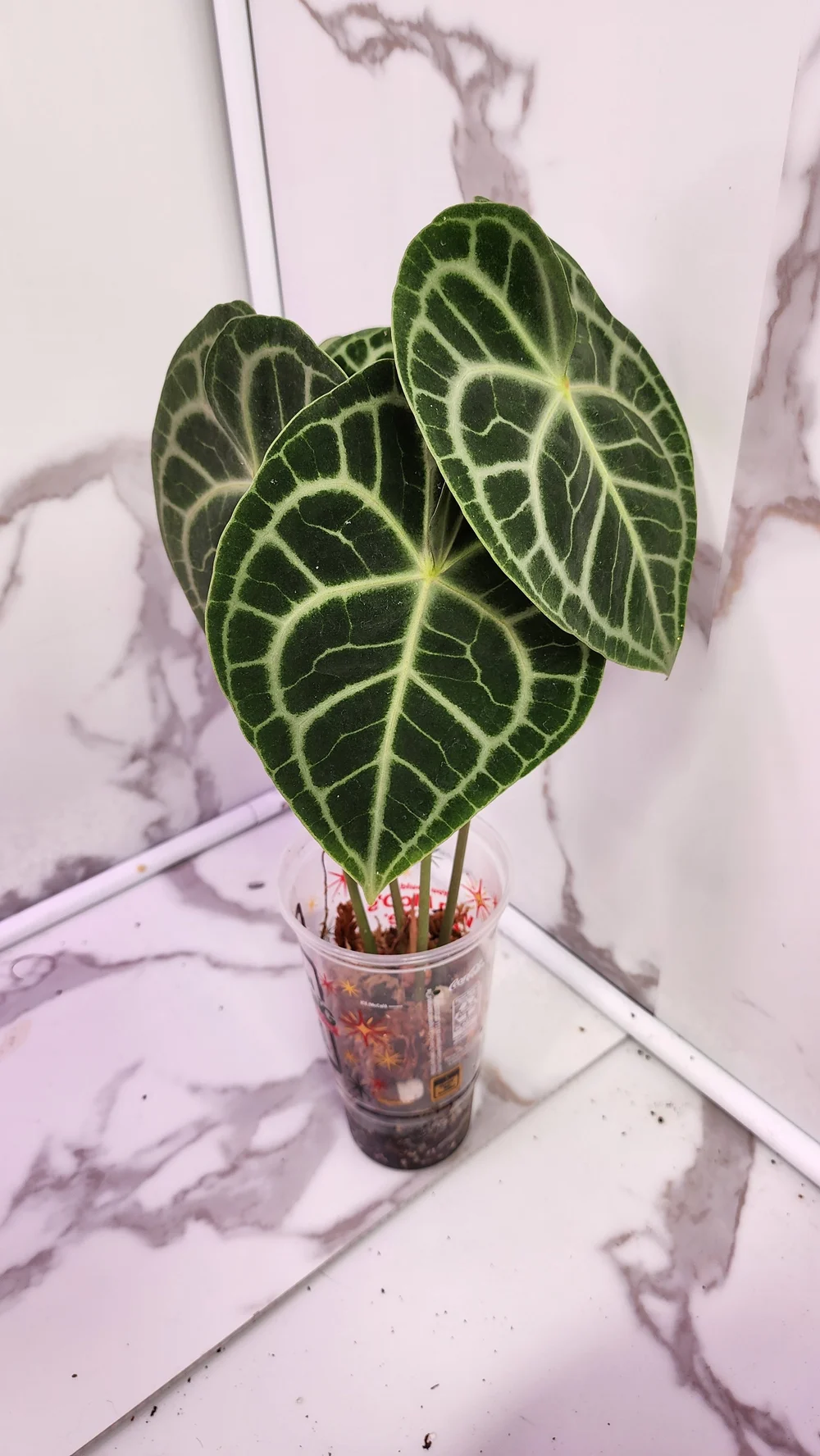 Anthurium Queen Clarinervium  Swanky Botanicals