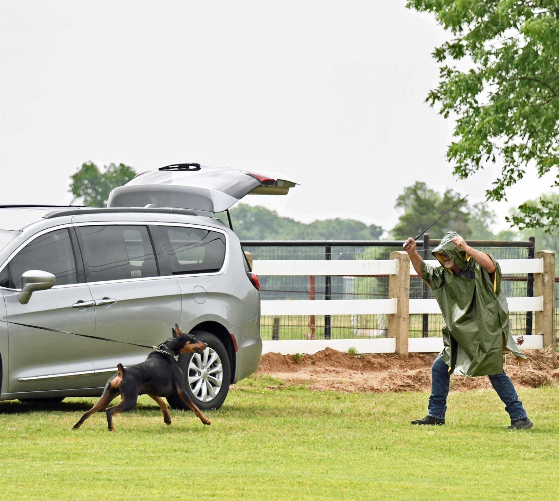 A person in a green poncho training a Doberman dog with a stick next to a gray car in a field.