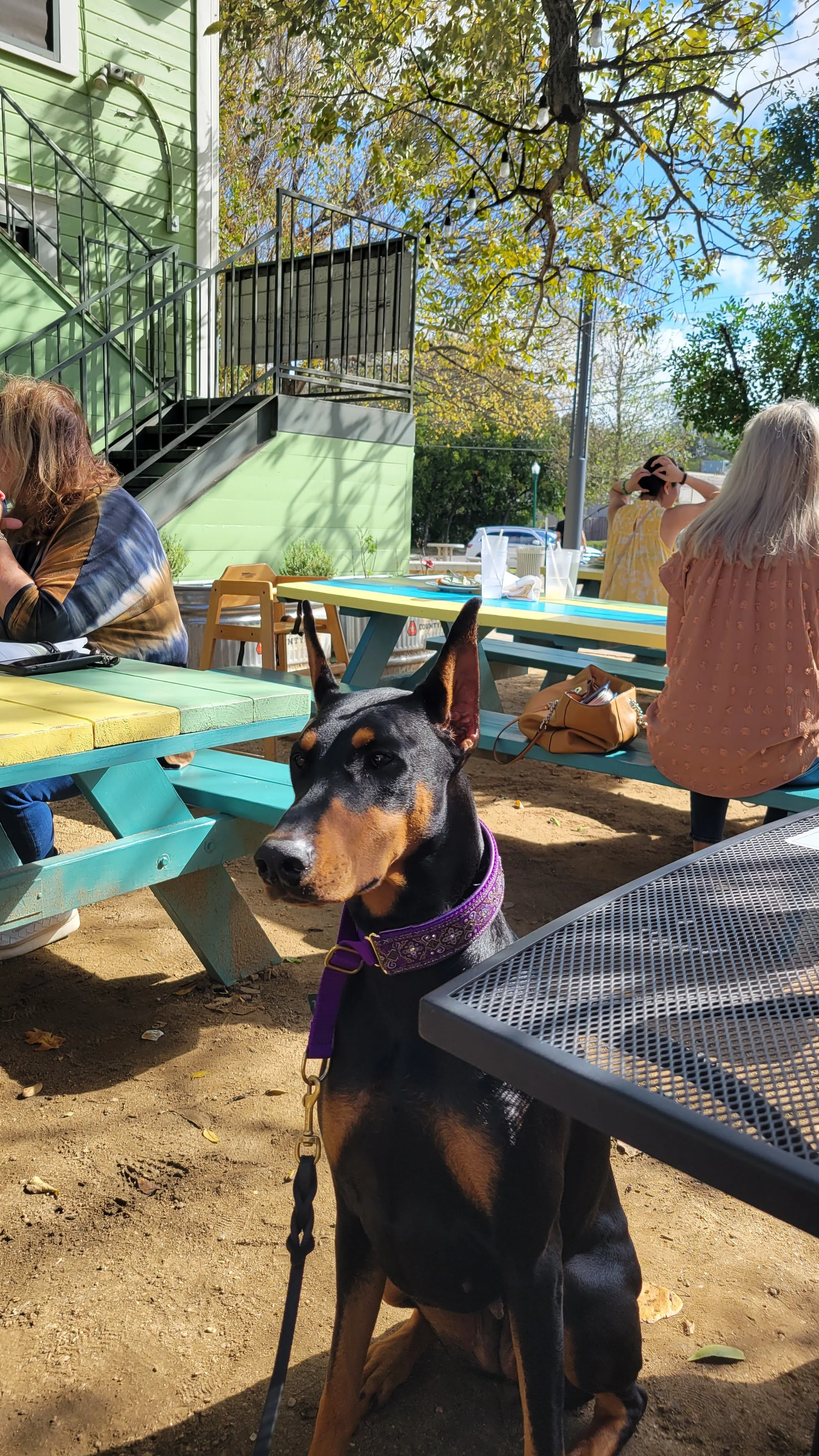 A Doberman wearing a purple collar sitting by a picnic table in an outdoor setting with people around.