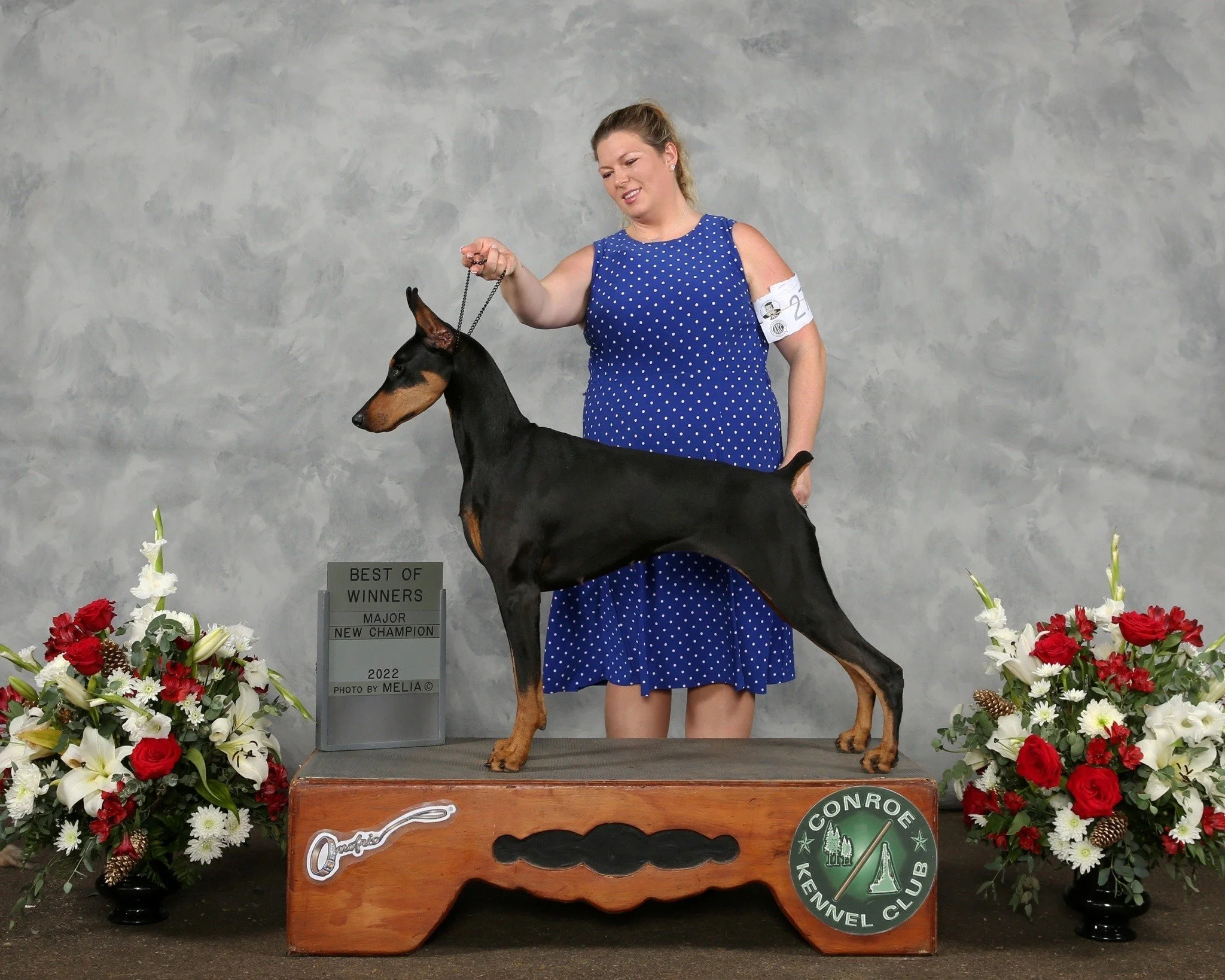 A woman in a blue polka dot dress handling a black and tan Doberman Pinscher standing on a platform with a 'Best of Winners Major New Champion' sign, surrounded by floral arrangements, at the Conroe Kennel Club dog show.