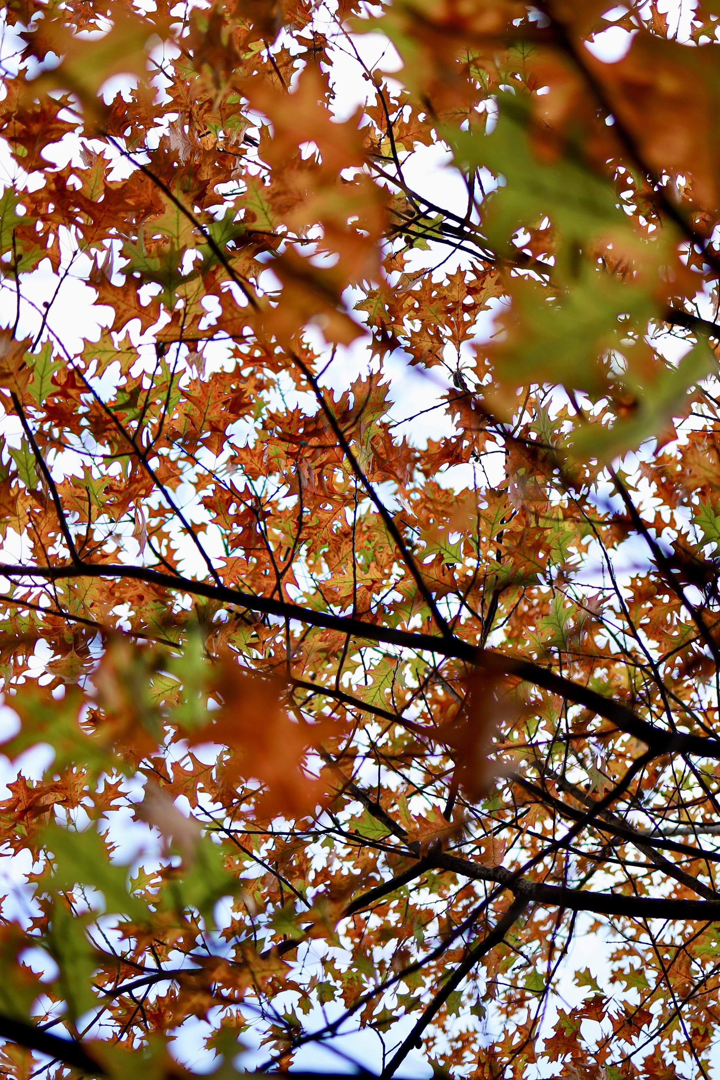 The fall leaves