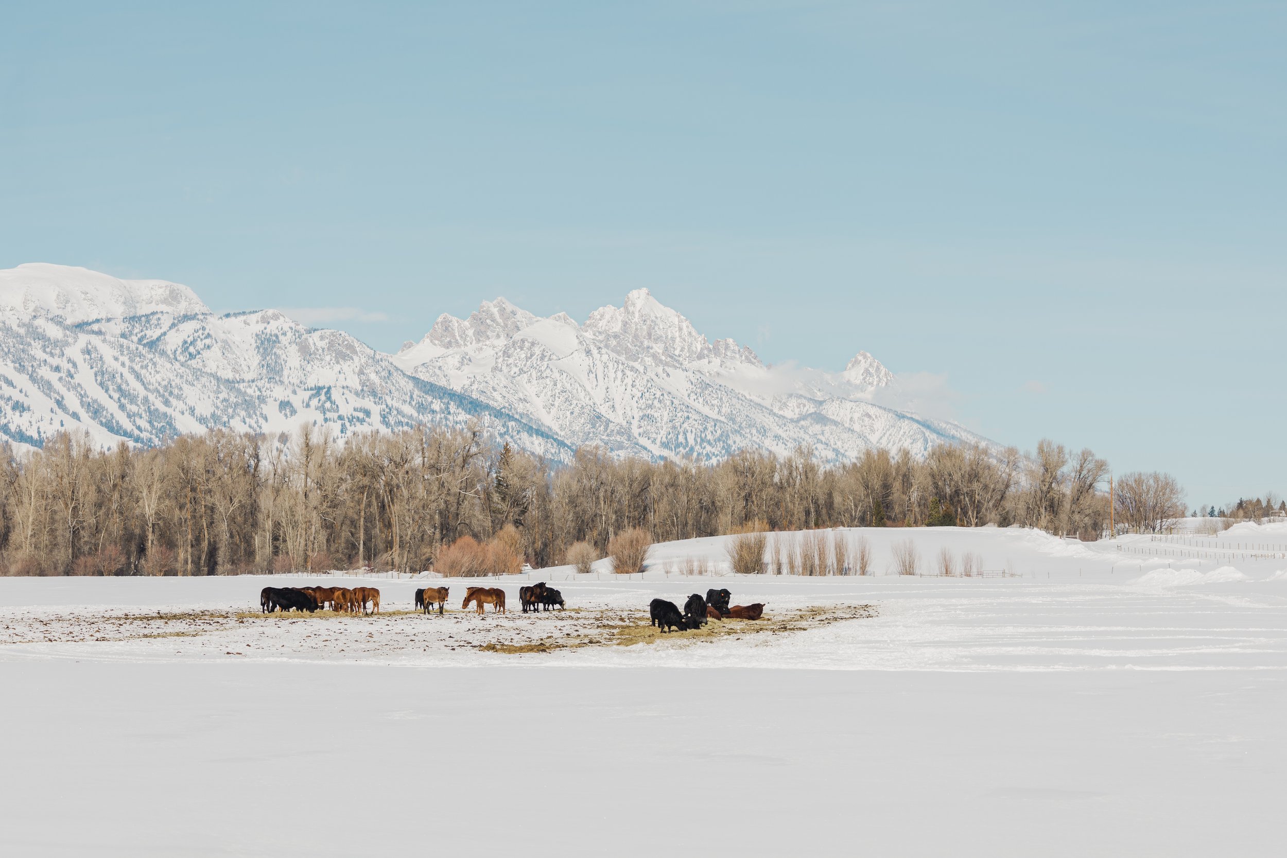 A view of the grand Teton Mountains with animals grazing in the snow