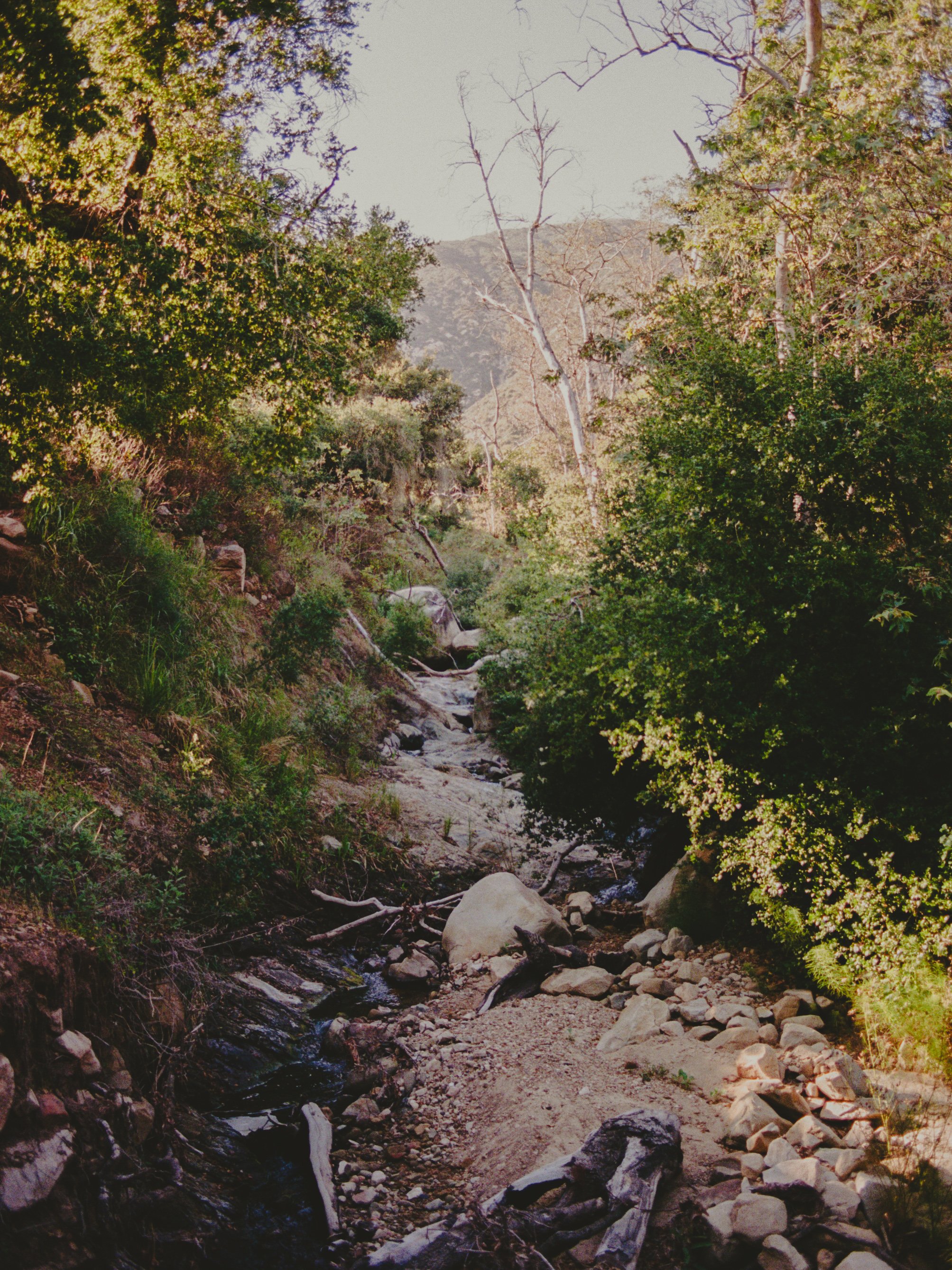IMG_5584.jpeg