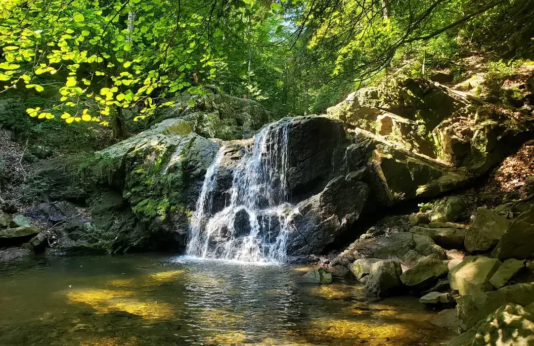 Local Reset: A Direct List of Maryland Nature Trails for Active Mindfulness
