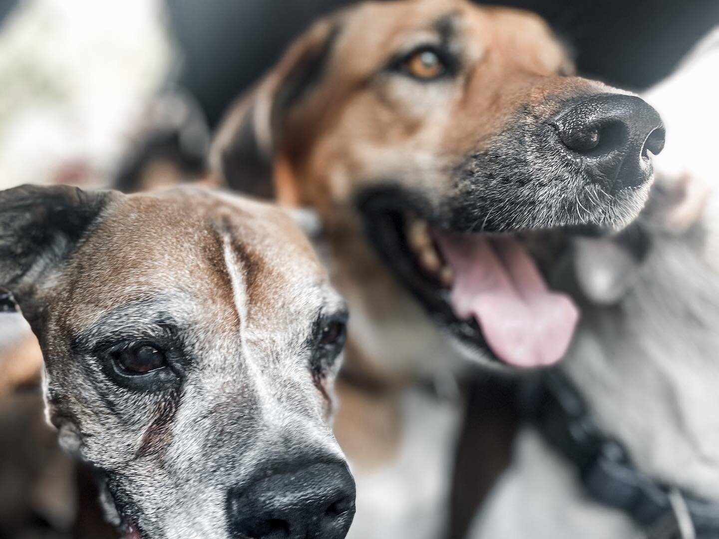 🐶 𝙱𝚁𝙾𝚆𝙽 𝙴𝚈𝙴𝙳 𝙶𝙸𝚁𝙻 🐶  our brown eyed girl is 14 years old nearly 100 in dog years and we tribute so much of it to weekly pack hikes for community and a raw natural diet we pick up from @onlynaturalpet 🐾🦴 get in contact with us to get 