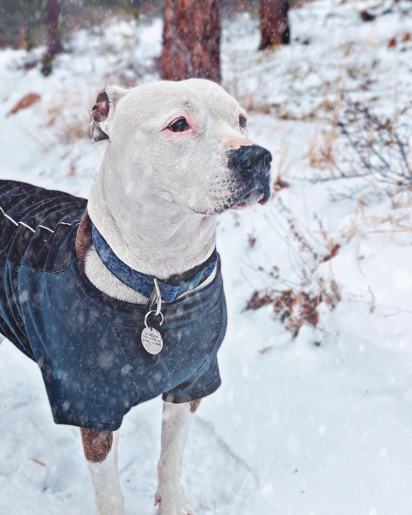 ❄️🐾Even on snowy days it&rsquo;s proven to alleviate stress in dogs to go on their daily walks, here with @coloradoyetidogs we go out no matter the weather! Message us to get your dog on a snow hike! 🐾❄️ 
.
.
.
.
.
.
#snowsalt #icemelt #dogsafe #do