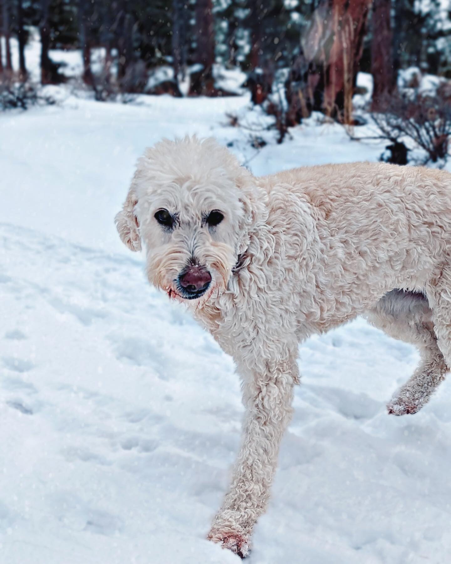 ❄️ Walking in a Winter 𝑊𝑜𝑛𝑑𝑒𝑟𝑙𝑎𝑛𝑑 ❄️
One of the benefits of your pup taking a winter wonderland walk with us @coloradoyetidogs is the lack of ice melt salt sprinkled onto the ground which if not pet approved can be damaging to their preciou