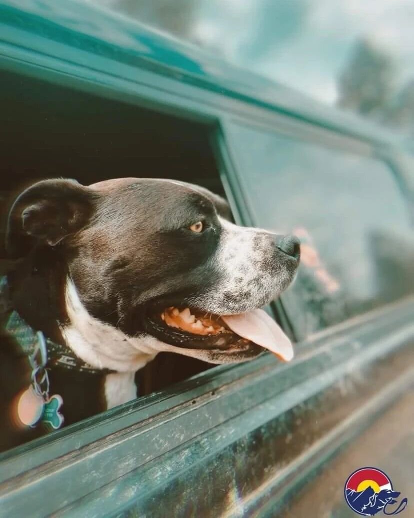 ✨ @coloradoyetidogs are already looking forward to all the new pack friends and hikes coming in the new year! Contact us to gift your best friend a year of new adventures ✨
.
.
.
.
.
.
#coloradoyeti #colorado #coloradoyetidogs #cyd #dogs #dog #doghik