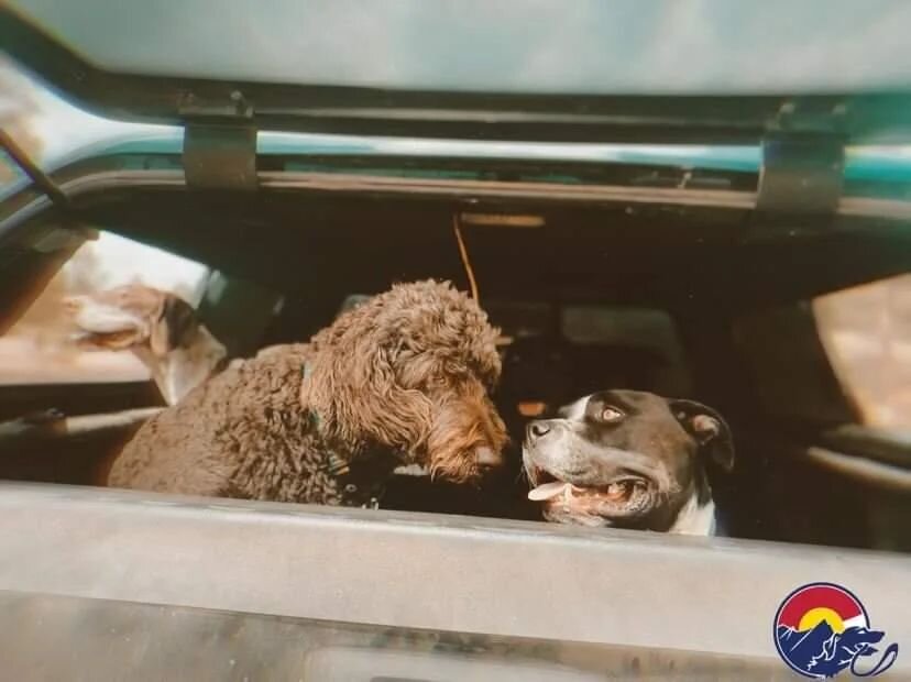 @coloradoyetidogs where your best friend goes to adventure with their best friend.
.
.
.
.
.
#cyd #coloradoyeti #yetidogs #yeti #colorado #dogs #doghikes #hiking #trucks #thegreatoutdoors #doghike #dogwalk #mansbestfriend #puppy #dog #puppers #happyd