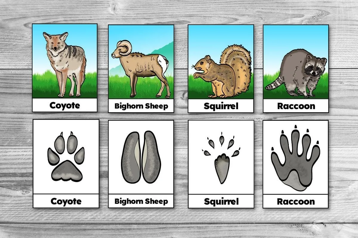 Free Printable Winter Animal Tracks Identification & Matching Cards —  Passionate Homeschooling