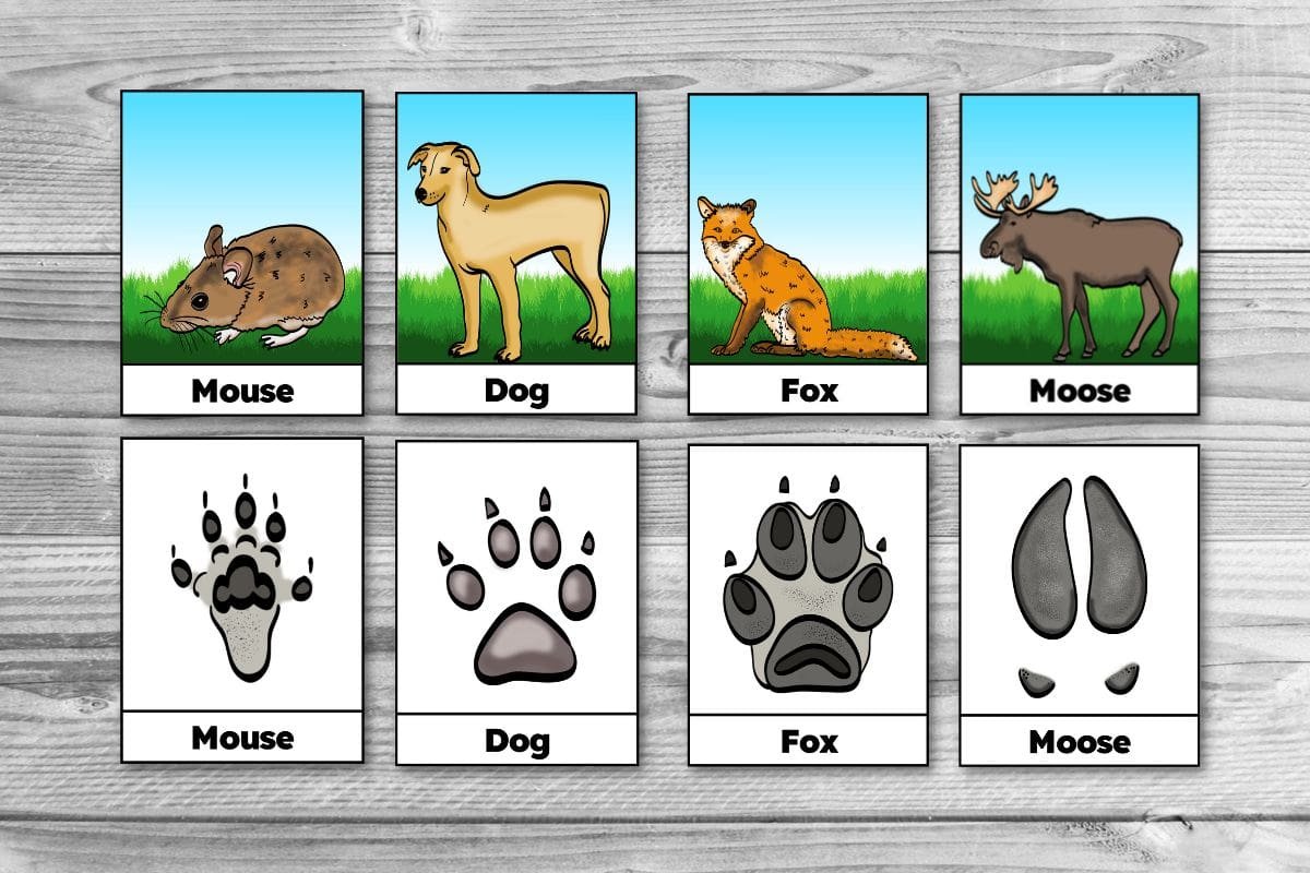 free-printable-winter-animal-tracks-identification-matching-cards