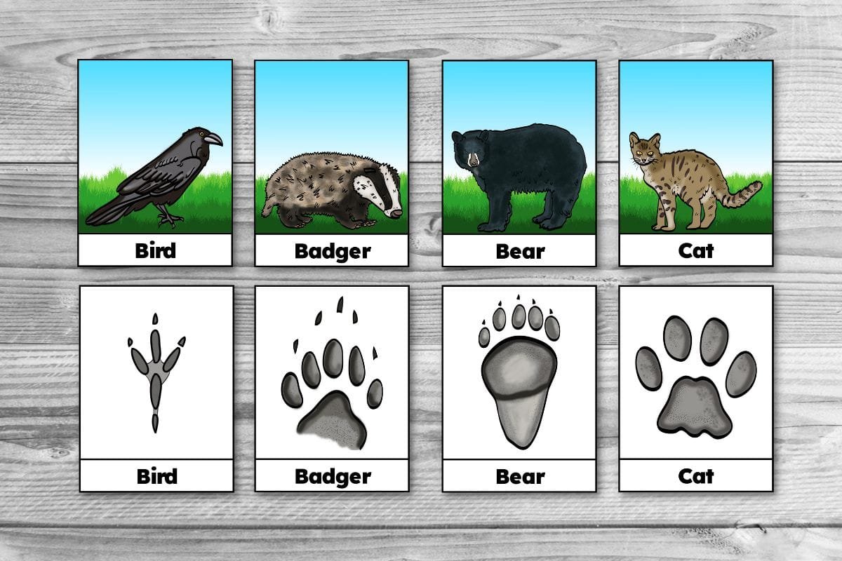 Free Printable Winter Animal Tracks Identification & Matching Cards —  Passionate Homeschooling