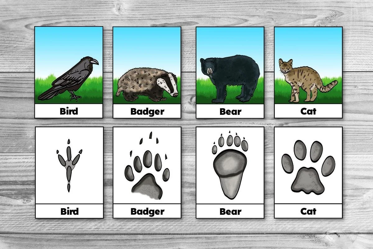 Free Printable Winter Animal Tracks Identification & Matching