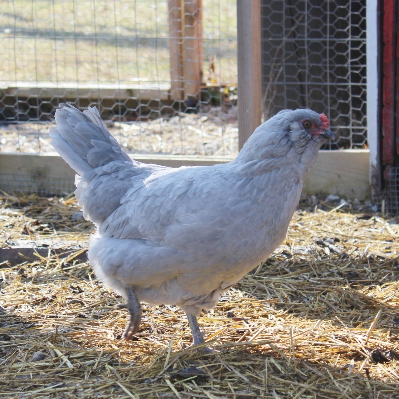 Lavender Ameraucana