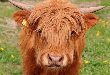 Mother's Day Event - Moms &amp; Moos