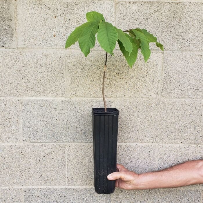 Purchase a pawpaw tree for your home!