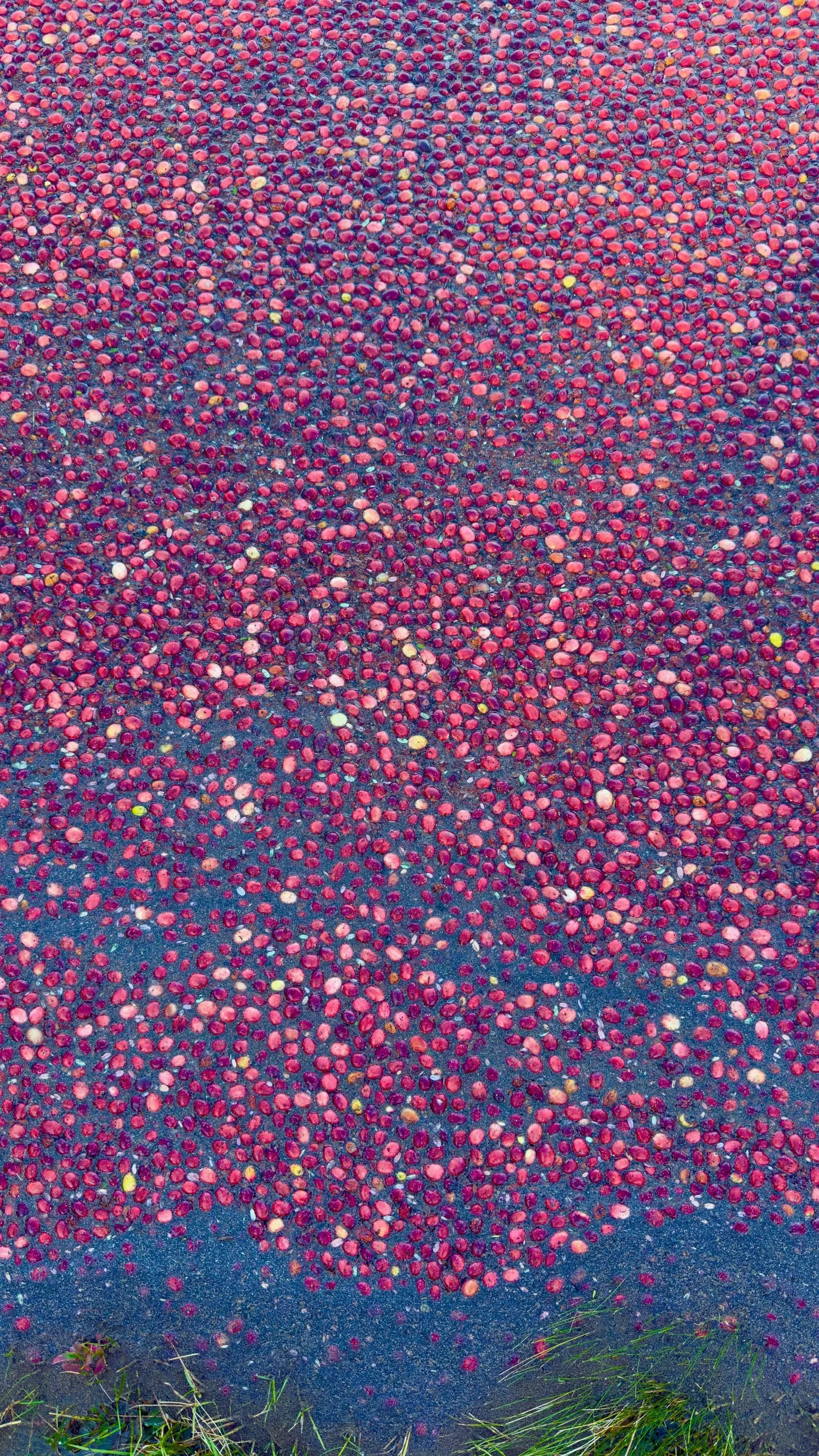CRANBERRY HARVEST