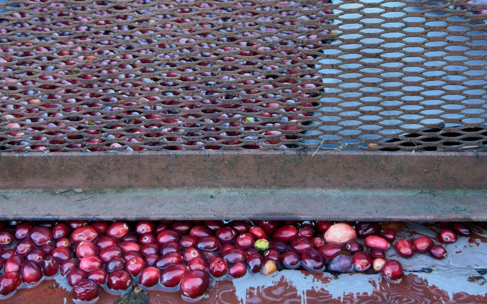 CRANBERRY HARVEST