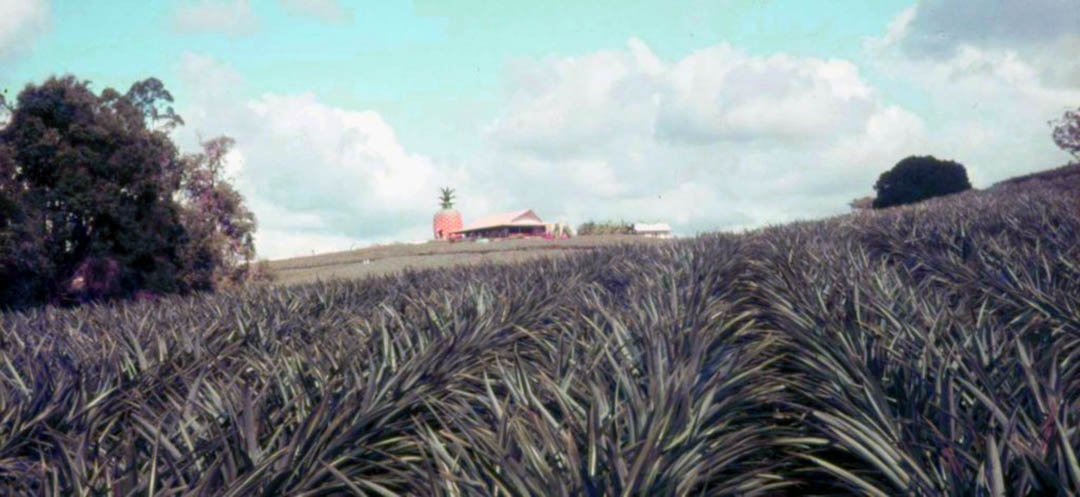 The Big Pineapple