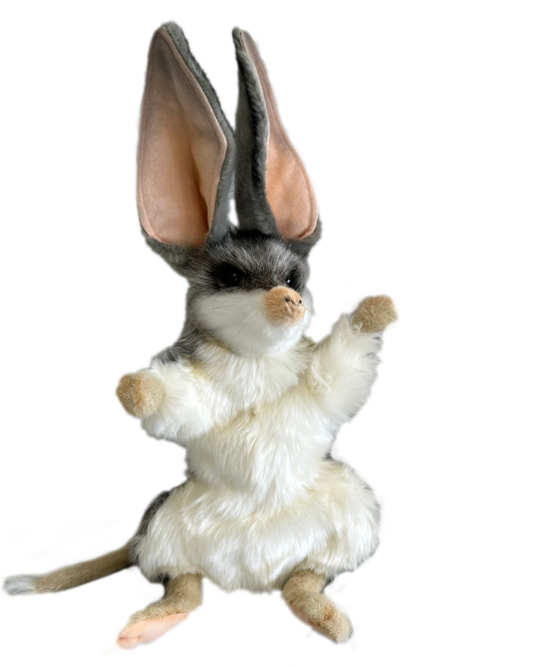 Bilby.png