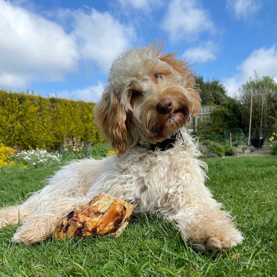 maggie-with-her-roast-knuckle-bone_900x.webp.jpeg